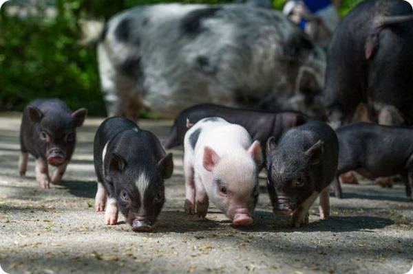 Вьетнамские свиньи - обзор породы и уход за поросятами - фото