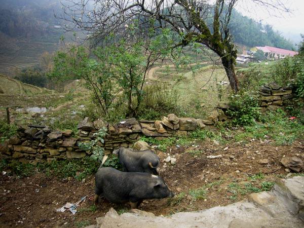 Вьетнамские вислобрюхие свиньи — практичный и оправданный выбор - фото