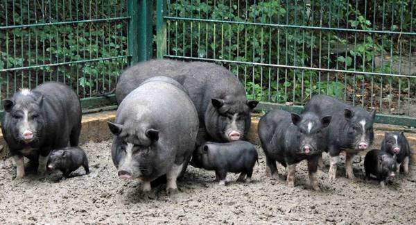Вьетнамские вислобрюхие свиньи: содержание, кормление, уход - фото