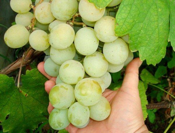Выращивание столового сорта винограда Кеша - фото