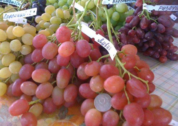 Выращивание сверхраннего столового сорта винограда Ливия - фото