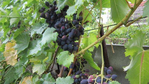Характеристика среднераннего столового сорта винограда Надежда АЗОС с фото