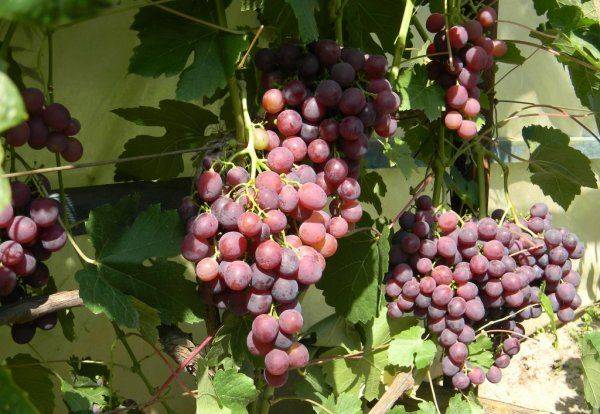 Описание совершенного сорта винограда Рошфор с фото