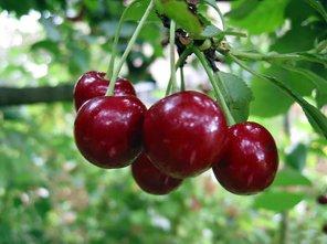 Плюсы и минусы вишни «Любской» в вашем саду с фото