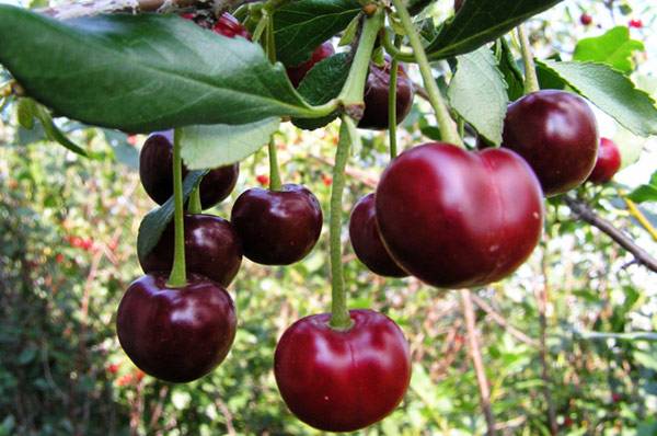 Описание крупноплодного сорта вишни Подбельская - фото