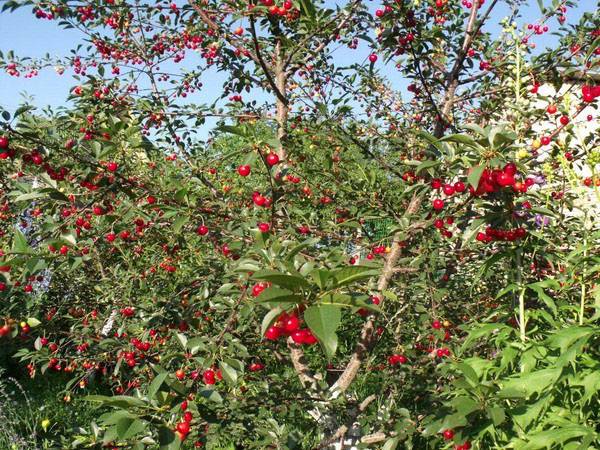 Найдите место на своем участке для гибридного сорта вишни Шпанка - фото