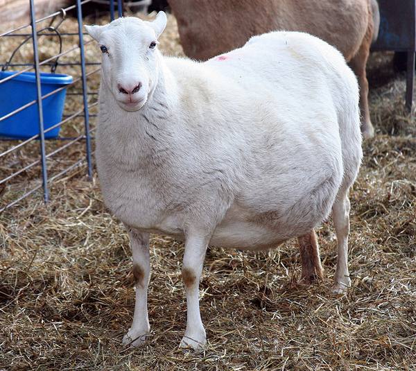 Овечка «в положении»: все секреты беременности овец с фото