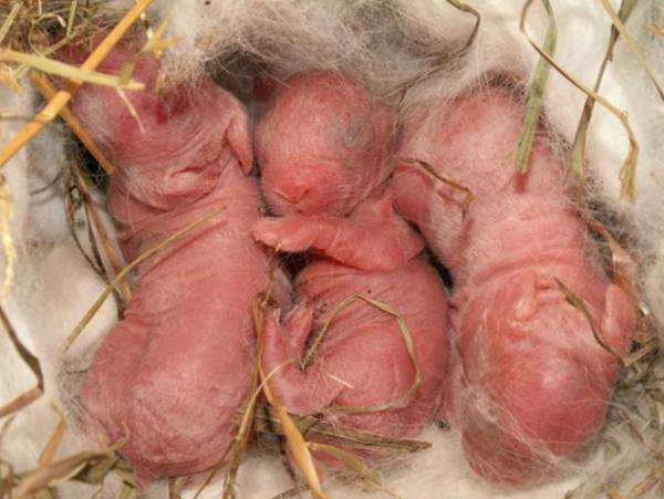 Развитие крольчат после рождения - фото