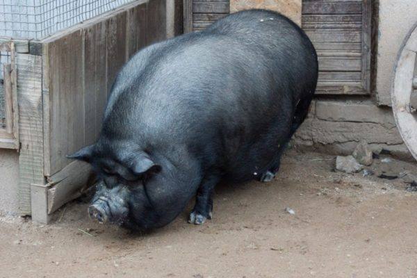 Как ухаживать и чем кормить вьетнамских свинок? с фото