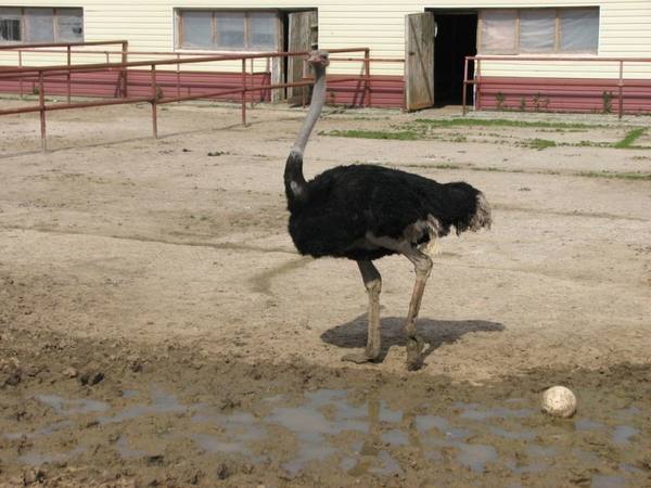 Раскрываем все секреты яйценоскости страусов с фото