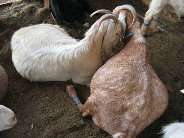 В ожидании малышей - беременность и окот козы с фото