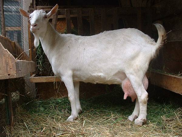 Один из важных этапов козоводства - выбор дойной козы - фото