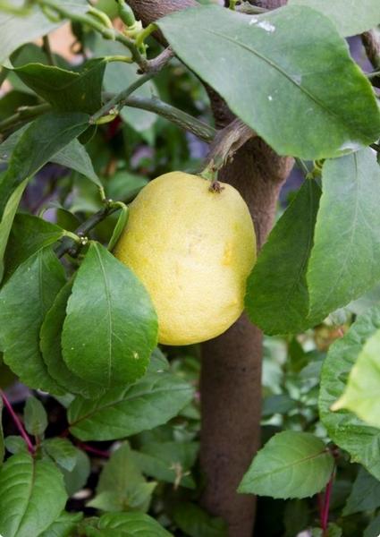 Выращиваем лимонное дерево из косточки - фото
