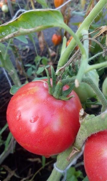 Выращиваем томаты с фото