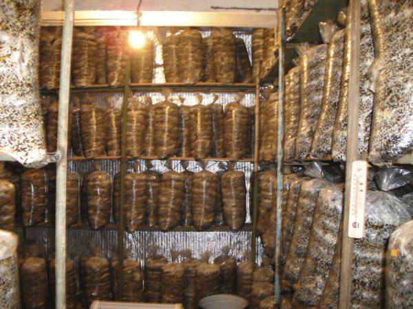 Технология выращивания грибов в подвале - фото