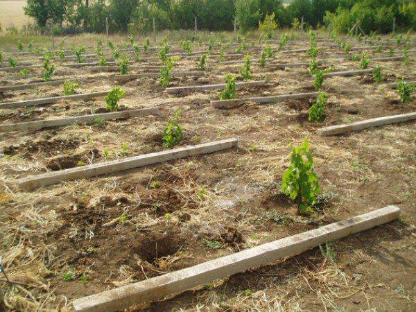7 главных секретов для успешного выращивания винограда - фото