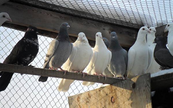 Как защитить своих голубей от нападения собак? - фото