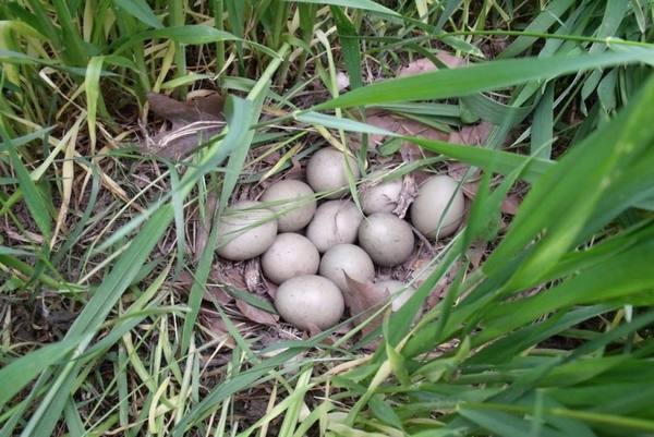 Большие секреты маленького яйца фазана - фото