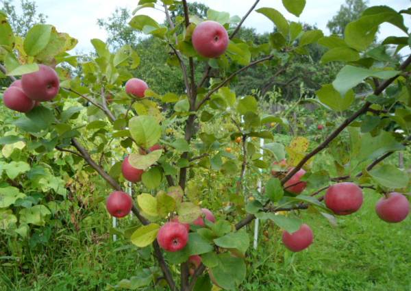 Ауксис - прихотливая яблоня с вкуснейшими плодами - фото
