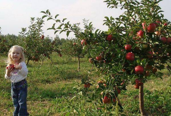 Описание сорта яблони американской селекции Айдаред с фото