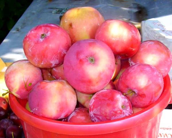 Летние яблочки от сорта Мельба с фото