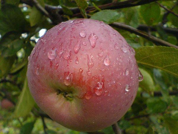 Описание и особенности ухода за яблоней сорта Орлик - фото