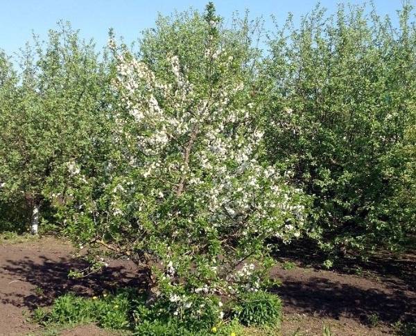 Яблоня Орлик: урожайный сорт с ароматными плодами с фото
