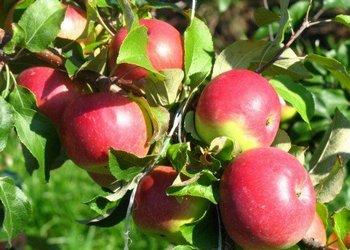 Агротехника выращивания яблони «Орловим» - фото