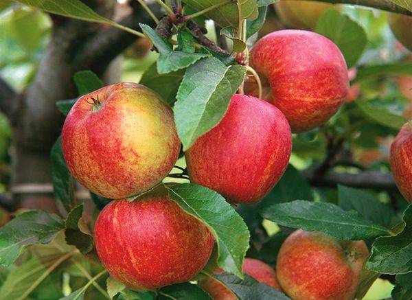 Описание карликовой яблони сорта Приземленное с фото