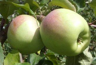 Как вырастить яблони сорта 