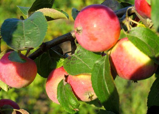 Яблоня сорта солнышко: описание и характеристики - фото