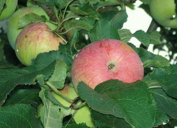 Описание урожайного осеннего сорта яблони Спартак с фото