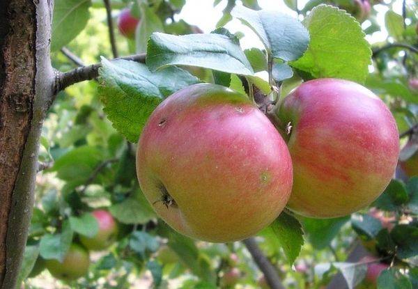 Описание и основные характеристики зимней яблони Строевское с фото