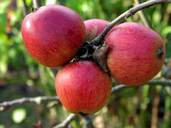 Характеристика яблони летнего сорта Яблочный спас - фото