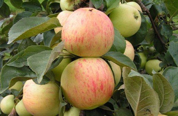 Характеристики позднелетней яблони сорта Юбиляр - фото