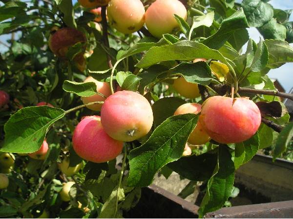 Сорт яблони «Заветное»: описание, выращивание и уход - фото