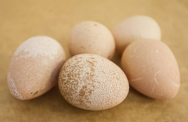 Польза и вред яиц Цесарки - фото