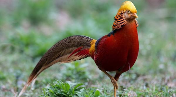 Золотой фазан: описание и особенности вида - фото