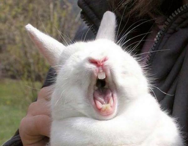Зубы кроликов и важная информация о них - фото